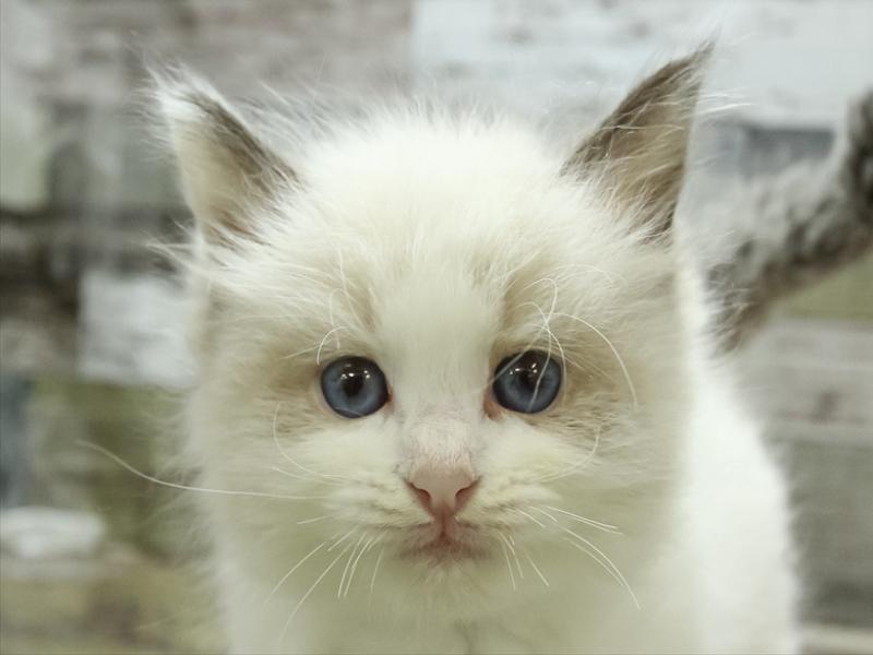 広島県のラグドール (ワンラブカインズ広島LECT店/2024年1月26日生まれ/女の子/シールポイントバイカラー)の子猫