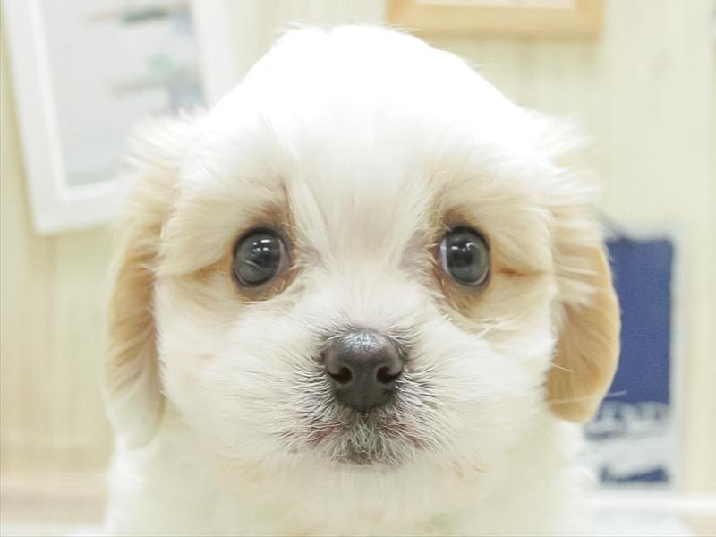 愛知県のハーフ犬 (ワンラブMEGAﾄﾞﾝ･ｷﾎｰﾃ ｸﾗｽﾎﾟ蒲郡店/2024年1月27日生まれ/男の子/ホワイトレッド)の子犬