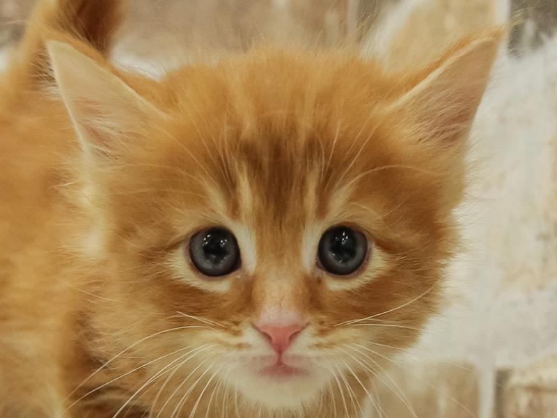 愛知県のメインクーン (ワンラブカインズ小牧店/2024年1月26日生まれ/女の子/レッドタビーホワイト)の子猫