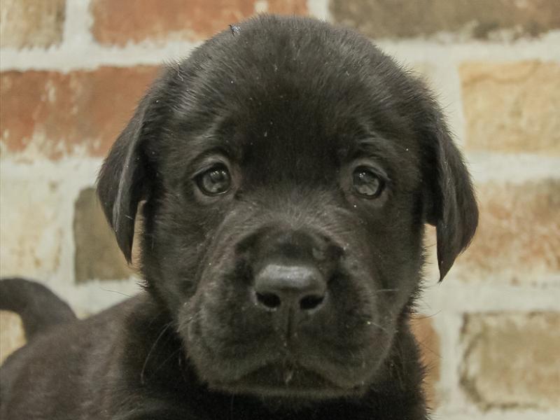 愛知県のラブラドールレトリーバー (ワンラブ中部統括管理センター（D３）/2024年1月26日生まれ/男の子/ブラック)の子犬
