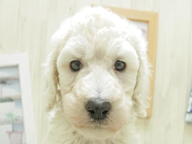和歌山県のスタンダードプードル (ワンラブイズミヤ和歌山店/2024年1月27日生まれ/男の子/ホワイト)の子犬