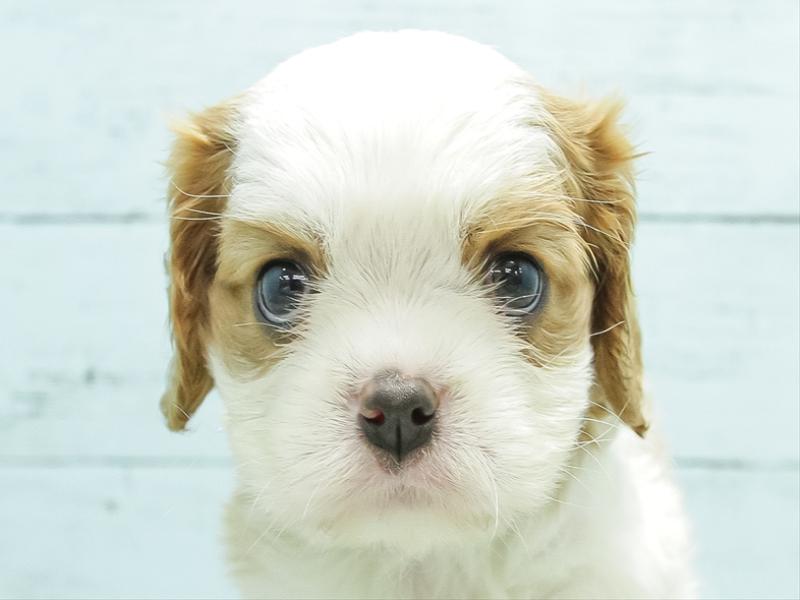 静岡県のハーフ犬 (ワンラブ静岡PARCO店/2024年1月21日生まれ/女の子/ブレンハイム)の子犬