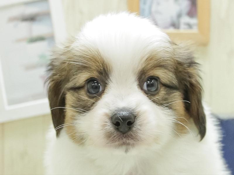 愛知県のパピヨン (ワンラブイオンモール新瑞橋店/2024年1月28日生まれ/男の子/ホワイトブラウン)の子犬