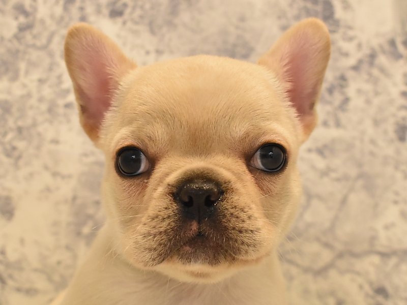 静岡県のフレンチブルドッグ (ワンラブ静岡PARCO店/2024年1月29日生まれ/女の子/クリーム)の子犬