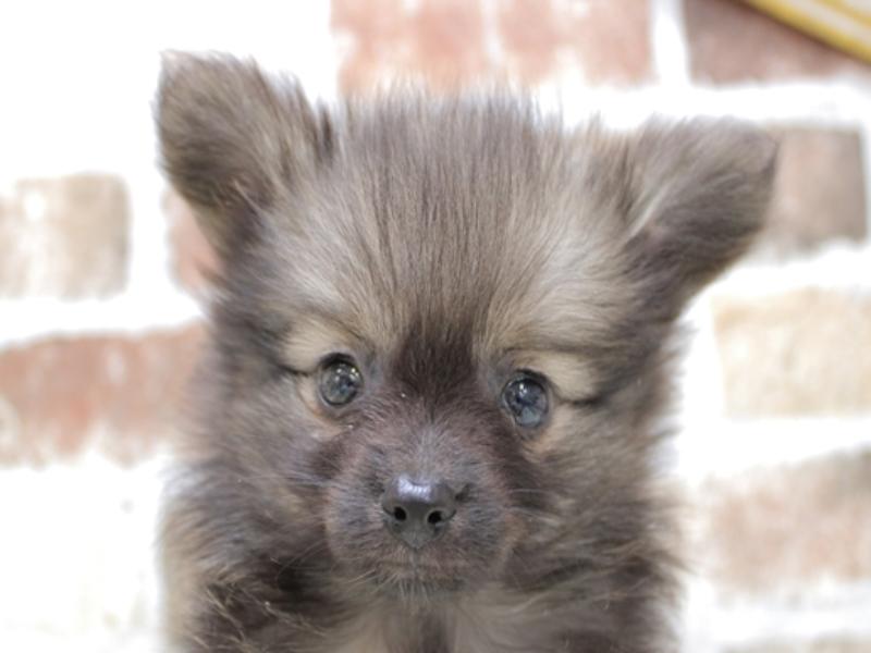 愛知県のハーフ犬 (ワンラブドン・キホーテ パウ中川山王店/2024年1月28日生まれ/女の子/セーブルホワイト)の子犬