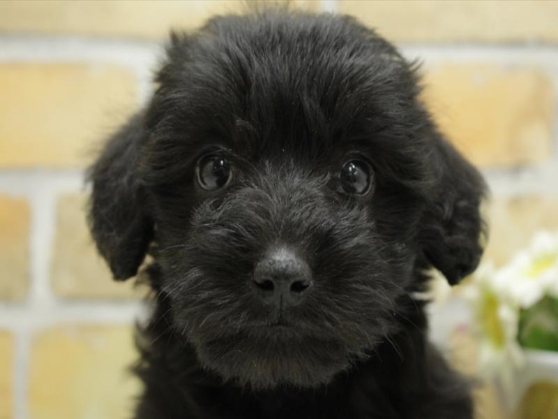 熊本県のシュナプー(シュナウザー×プードル) (ワンラブゆめタウンはません店/2024年1月29日生まれ/女の子/ブラック)の子犬