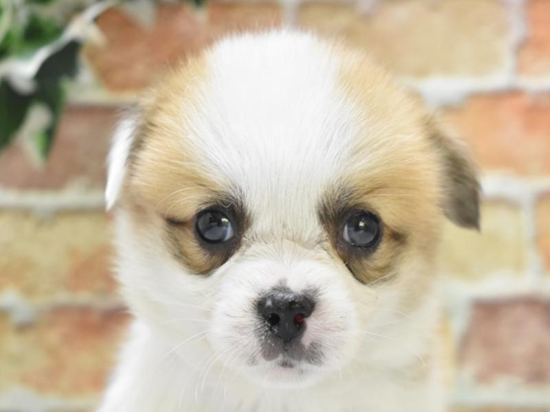 埼玉県のハーフ犬 (ワンラブアリオ川口店/2024年1月30日生まれ/女の子/セーブルホワイト)の子犬