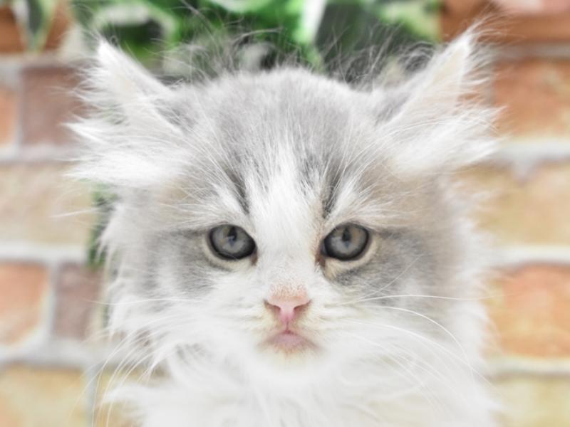 千葉県のマンチカン (ワンラブユニモちはら台店/2024年1月30日生まれ/男の子/ブルーホワイト)の子猫