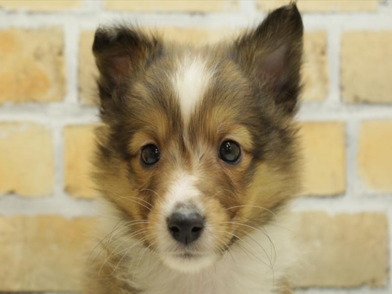 福岡県のシェットランドシープドッグ (ワンラブ九州統括管理センター/2024年1月29日生まれ/男の子/セーブルホワイト)の子犬