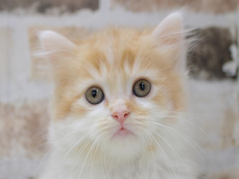 広島県のマンチカン (ワンラブカインズ広島LECT店/2024年1月31日生まれ/男の子/レッドタビーホワイト)の子猫