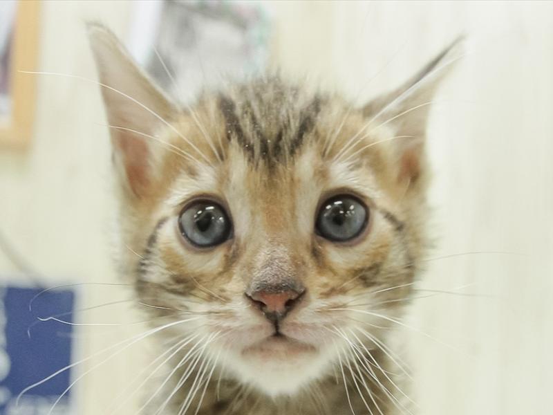 兵庫県のベンガル (ワンラブドン・キホーテ西宮店/2024年2月3日生まれ/男の子/ブラウンスポットタビー)の子猫