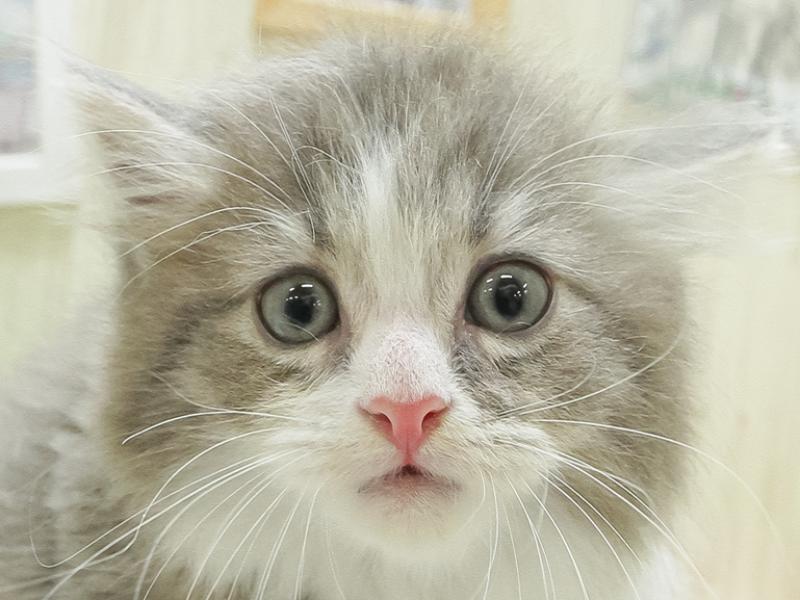 兵庫県のノルウェージャンフォレストキャット (ワンラブブルメール舞多聞店/2024年2月3日生まれ/男の子/ブルータビーホワイト)の子猫
