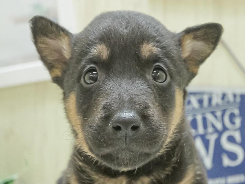 滋賀県のハーフ犬 (ワンラブカインズ甲賀店/2024年2月2日生まれ/女の子/ブラックタン)の子犬