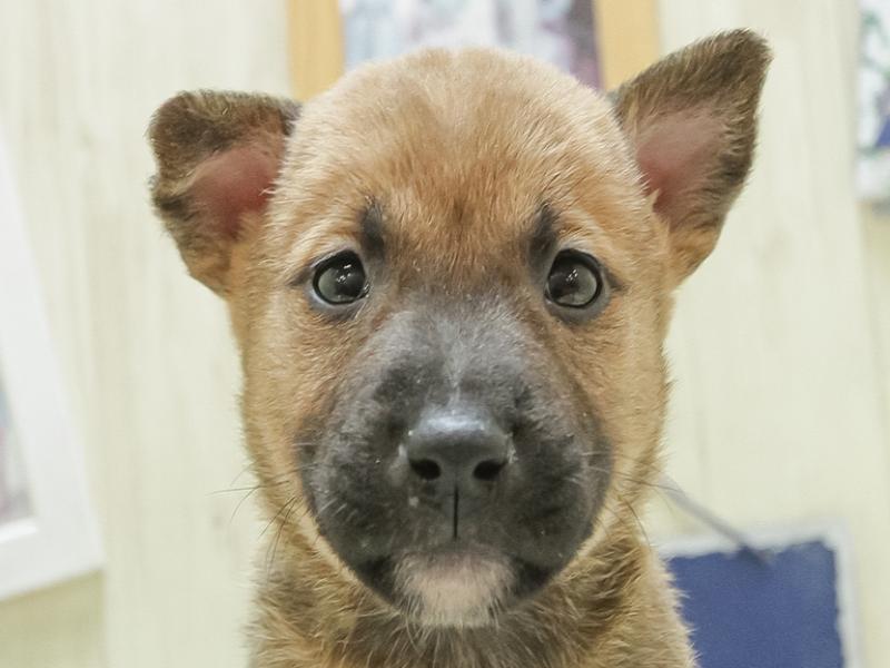 鹿児島県のハーフ犬 (ワンラブニシムタ与次郎店/2024年2月2日生まれ/女の子/レッド)の子犬