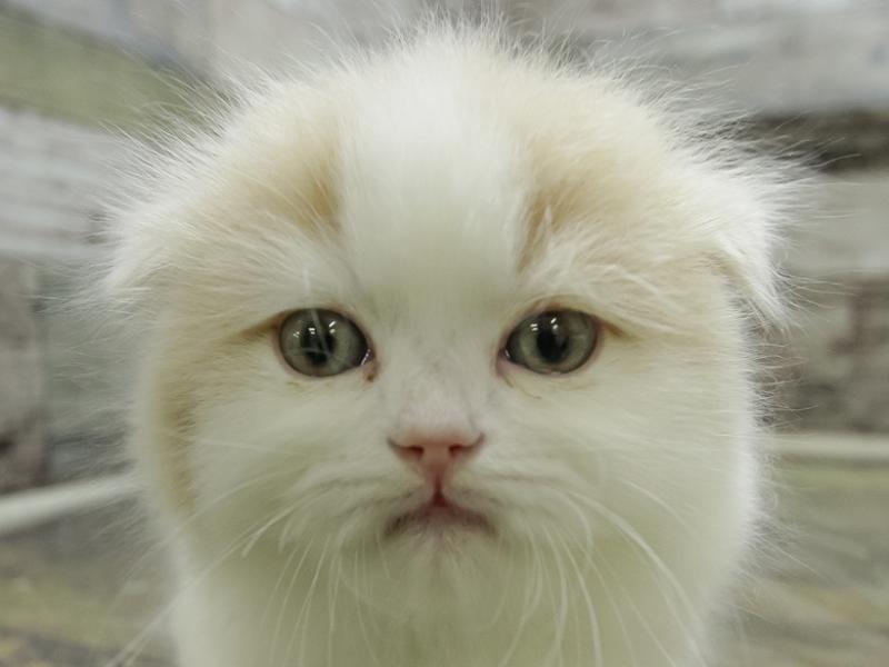 大阪府のスコティッシュフォールド (ワンラブイズミヤ八尾店/2024年2月4日生まれ/女の子/クリームホワイト)の子猫