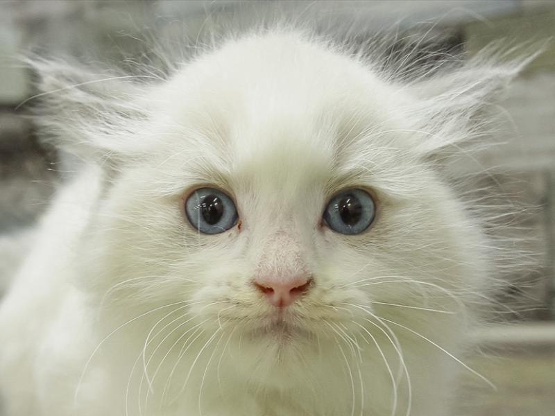 静岡県のラグドール (ワンラブカインズ沼津店/2024年2月2日生まれ/男の子/ブルーポイントバイカラー)の子猫