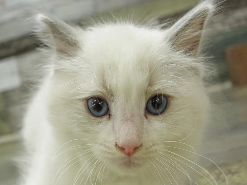 富山県のラグドール (ワンラブ富山ファボーレ店/2024年2月2日生まれ/男の子/ブルーポイントバイカラー)の子猫