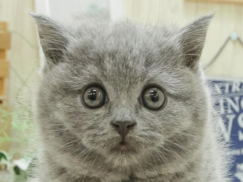 奈良県のブリティッシュショートヘアー (ワンラブミ・ナーラ奈良店/2024年2月2日生まれ/女の子/ブルー)の子猫