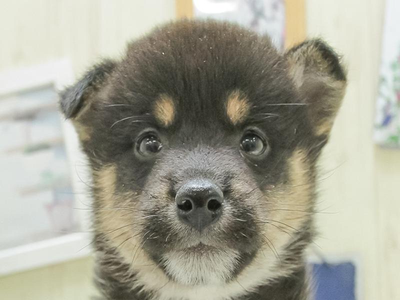 2024年2月3日生まれの柴犬(標準サイズ)の1枚目の写真