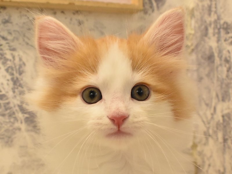 茨城県のノルウェージャンフォレストキャット (ワンラブイオンモール下妻店/2024年1月30日生まれ/男の子/レッドタビーホワイト)の子猫