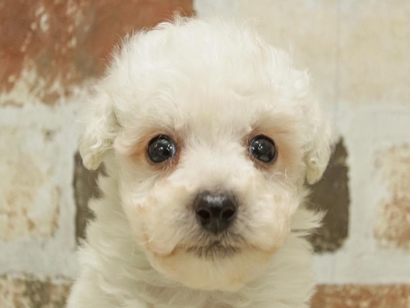大阪府のハーフ犬 (ワンラブイオンモール日根野店/2024年2月2日生まれ/男の子/ホワイト)の子犬