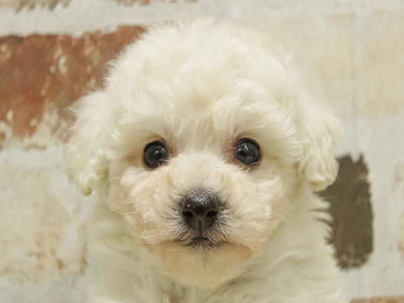 奈良県のハーフ犬 (ワンラブミ・ナーラ奈良店/2024年2月2日生まれ/女の子/ホワイト)の子犬