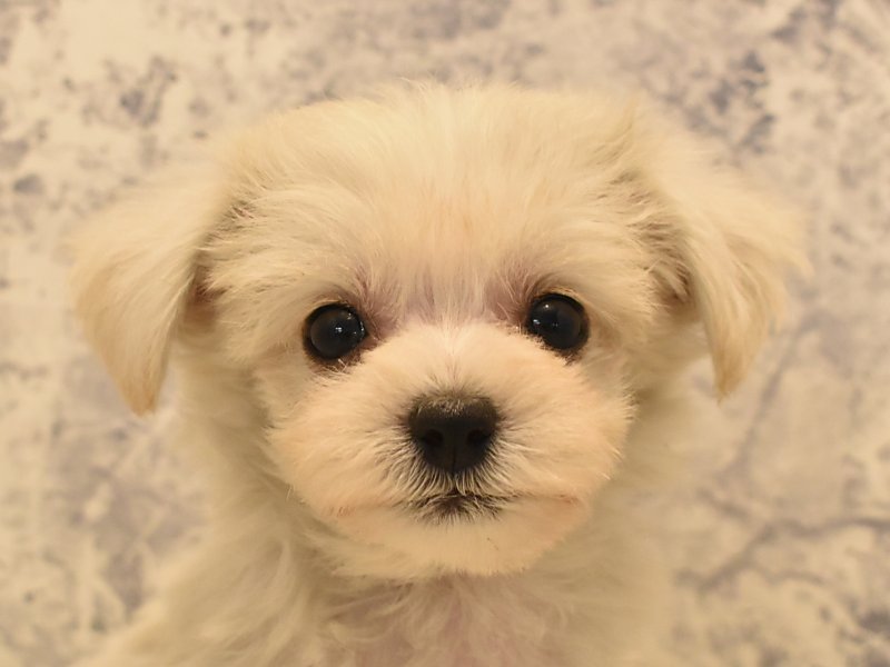 宮崎県のハーフ犬 (ワンラブｽｰﾊﾟｰｾﾝﾀｰﾆｼﾑﾀ五十市店/2024年2月2日生まれ/男の子/ホワイト)の子犬
