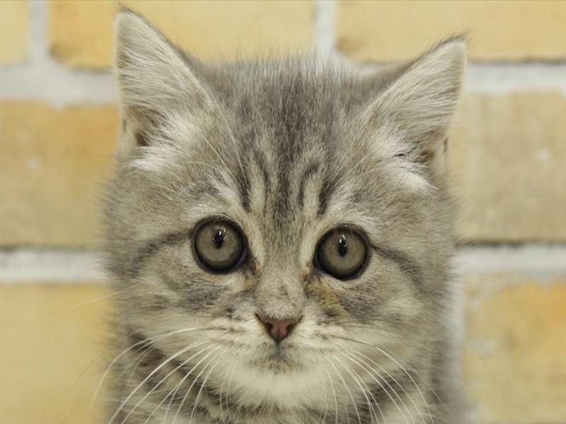 福岡県のブリティッシュショートヘアー (ワンラブ九州統括管理センター/2024年2月3日生まれ/女の子/ブルータビーホワイト)の子猫