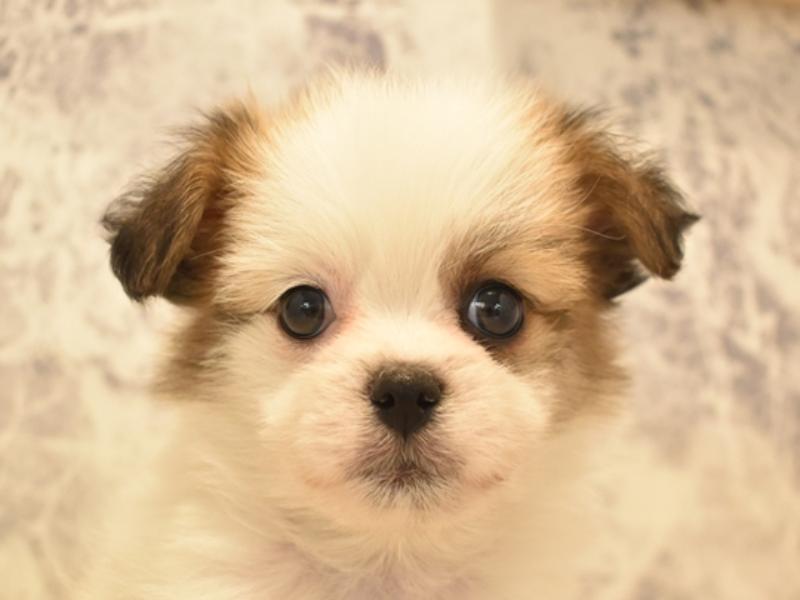 群馬県のハーフ犬 (ワンラブスマーク伊勢崎店/2024年2月5日生まれ/男の子/ホワイトゴールド)の子犬