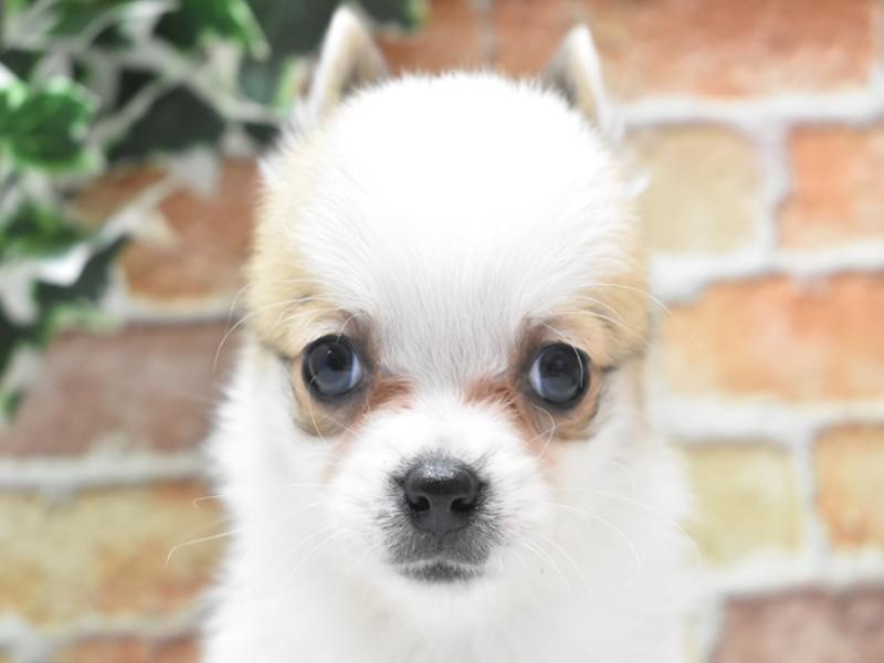 神奈川県のハーフ犬 (ワンラブTHE OUTLETS  湘南平塚店/2024年2月5日生まれ/男の子/レッドホワイト)の子犬