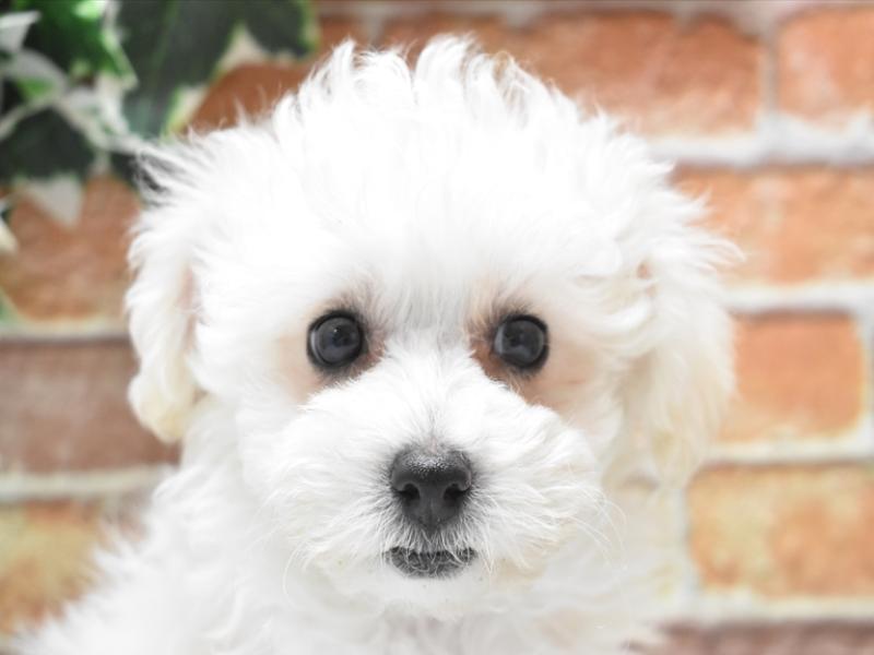 広島県のハーフ犬 (ワンラブ福山ポートプラザ天満屋店/2024年1月31日生まれ/女の子/ホワイト)の子犬