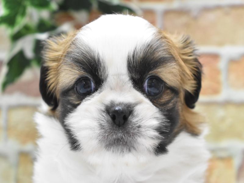 熊本県のハーフ犬 (ワンラブカインズ熊本宇土店/2024年2月4日生まれ/男の子/フォーンホワイト)の子犬