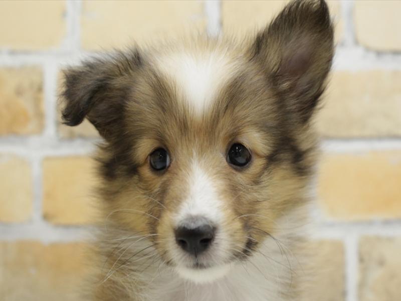 熊本県のシェットランドシープドッグ (ワンラブイオンタウン西熊本店/2024年2月5日生まれ/女の子/セーブルホワイト)の子犬