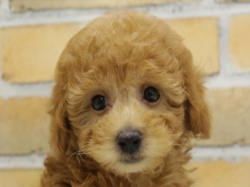 熊本県のトイプードル(トイ) (ワンラブイオンタウン西熊本店/2024年2月4日生まれ/女の子/アプリコット)の子犬
