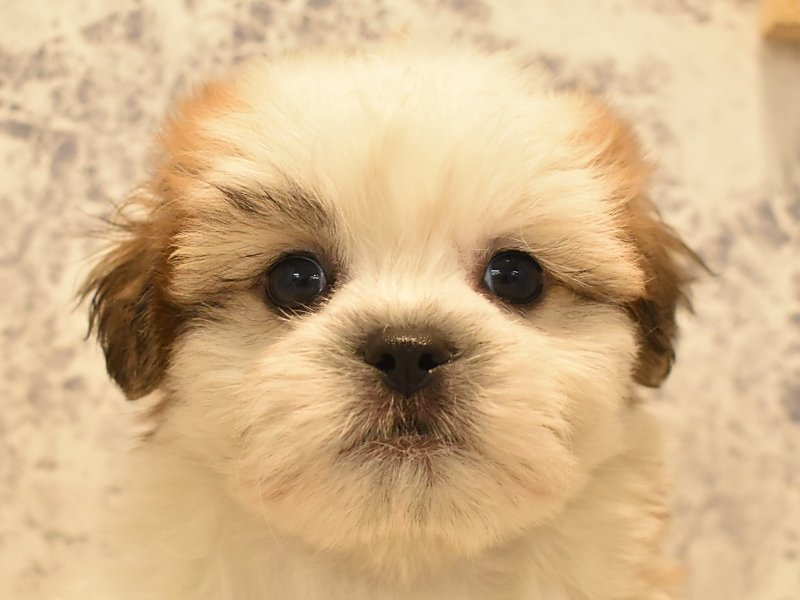 群馬県のハーフ犬 (ワンラブカインズ伊勢崎店/2024年2月6日生まれ/男の子/ホワイトゴールド)の子犬