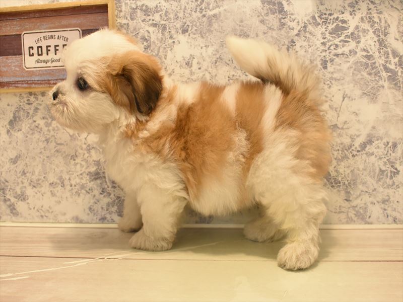 2024年2月6日生まれのハーフ犬の3枚目の写真