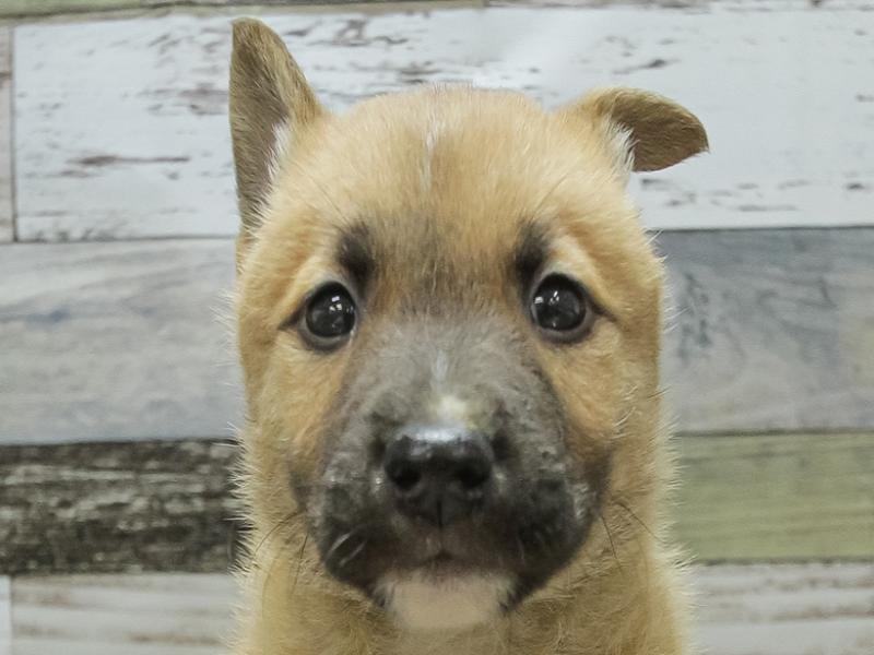 愛知県のハーフ犬 (ワンラブペッツビレッジ アピタ刈谷店/2024年2月9日生まれ/男の子/レッド)の子犬