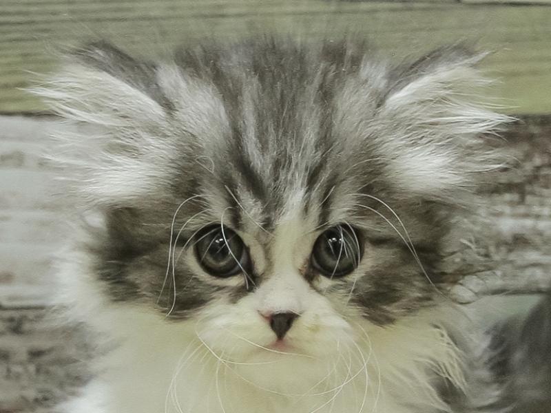 沖縄県のフォールデックス (ワンラブカインズABLOうるま店/2024年2月11日生まれ/女の子/シルバータビーホワイト)の子猫