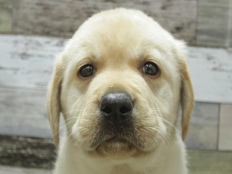 愛知県のラブラドールレトリーバー (ワンラブドン・キホーテ緑店/2024年2月10日生まれ/男の子/イエロー)の子犬