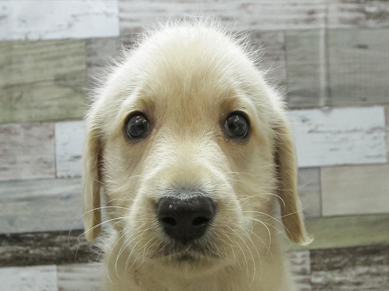 2024年2月9日生まれのハーフ犬の1枚目の写真