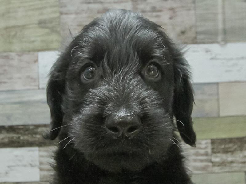 愛知県のハーフ犬 (ワンラブペッツビレッジ アピタ木曽川店/2024年2月9日生まれ/男の子/ブラック)の子犬