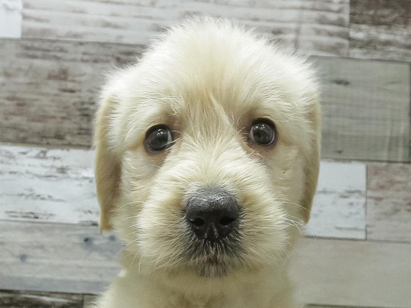 愛知県のハーフ犬 (ワンラブおっきなもふもふ名古屋総本店/2024年2月9日生まれ/女の子/イエロー)の子犬
