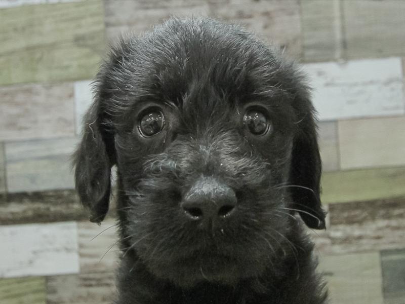 愛知県のハーフ犬 (ワンラブおっきなもふもふ名古屋総本店/2024年2月9日生まれ/女の子/ブラック)の子犬