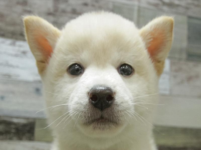 愛知県の柴犬(標準サイズ) (ワンラブドン・キホーテ緑店/2024年2月10日生まれ/男の子/白)の子犬