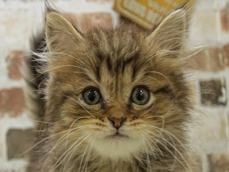 鳥取県のスコティッシュフォールド (ワンラブけんこうランド鳥取大杙店/2024年2月9日生まれ/男の子/ブラウンタビー)の子猫