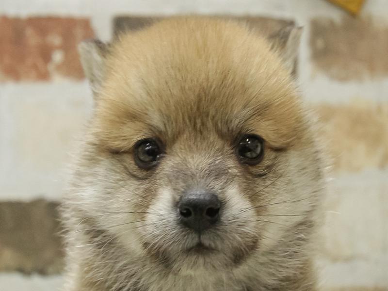 2024年2月8日生まれのポメ柴(ポメラニアン×柴犬)の1枚目の写真