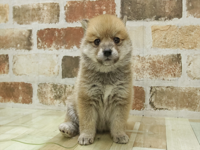 2024年2月8日生まれのポメ柴(ポメラニアン×柴犬)の3枚目の写真