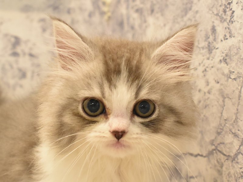 神奈川県のスコティッシュフォールド (ワンラブカインズ三浦店/2024年2月10日生まれ/女の子/ブルータビーホワイト)の子猫