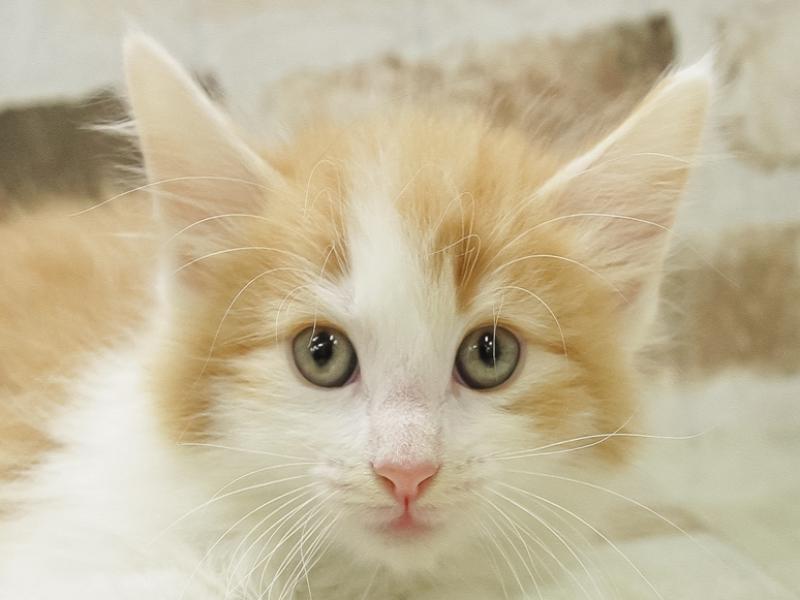 熊本県のノルウェージャンフォレストキャット (ワンラブゆめタウンはません店/2024年2月10日生まれ/男の子/レッドタビーホワイト)の子猫