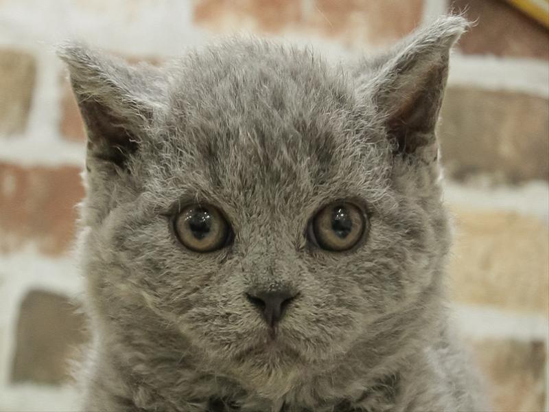 広島県のセルカークレックス (ワンラブカインズ広島LECT店/2024年2月8日生まれ/男の子/ブルー)の子猫